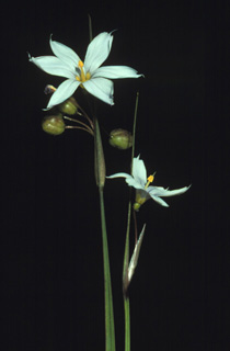 white blue-eyed grass2